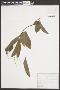 Oxydendrum arboreum image