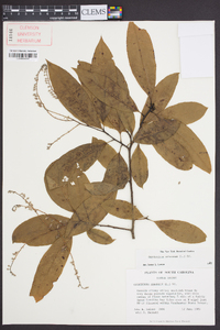 Oxydendrum arboreum image