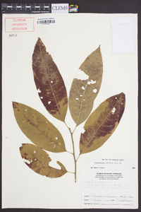 Oxydendrum arboreum image