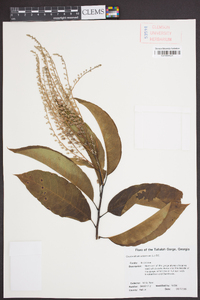 Oxydendrum arboreum image