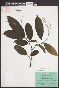 Oxydendrum arboreum image