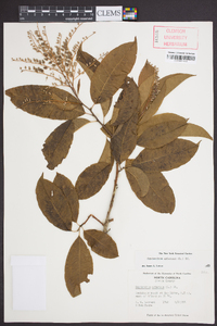 Oxydendrum arboreum image