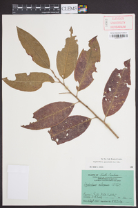 Oxydendrum arboreum image