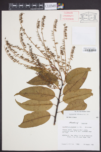 Oxydendrum arboreum image