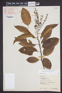 Oxydendrum arboreum image