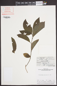 Oxydendrum arboreum image