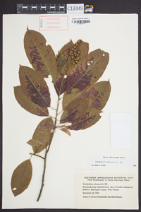 Oxydendrum arboreum image