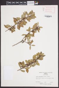 Lyonia ferruginea image