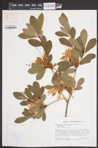 Rhododendron arborescens image