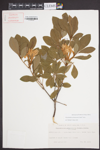 Rhododendron arborescens image