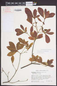 Rhododendron arborescens image