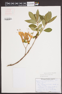 Rhododendron arborescens image