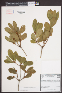 Rhododendron arborescens image