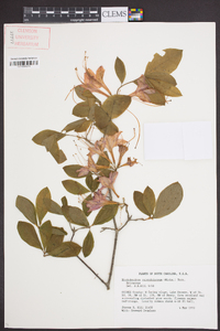 Rhododendron calendulaceum image