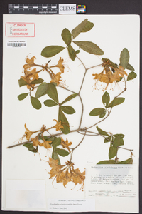 Rhododendron calendulaceum image