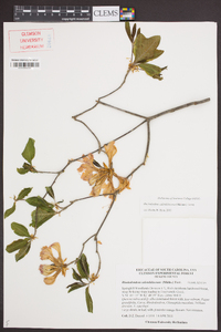 Rhododendron calendulaceum image