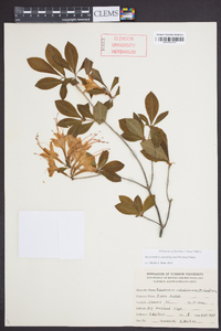 Rhododendron calendulaceum image