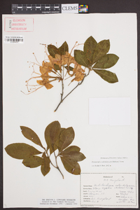 Rhododendron calendulaceum image