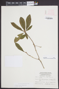 Rhododendron canescens image