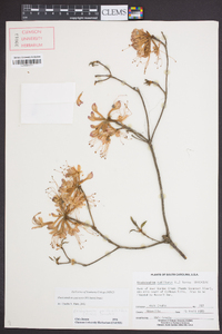 Rhododendron canescens image