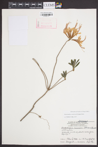 Rhododendron canescens image