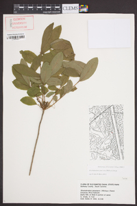 Rhododendron canescens image