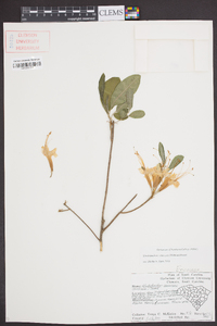 Rhododendron canescens image