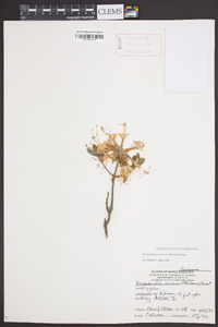 Rhododendron canescens image