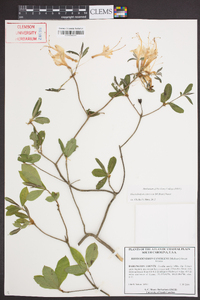 Rhododendron canescens image