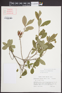 Rhododendron canescens image