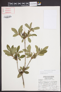 Rhododendron canescens image