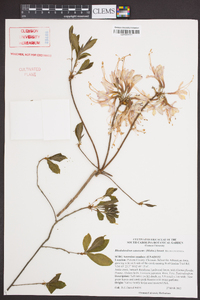 Rhododendron canescens image