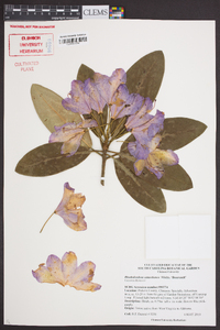 Rhododendron catawbiense image