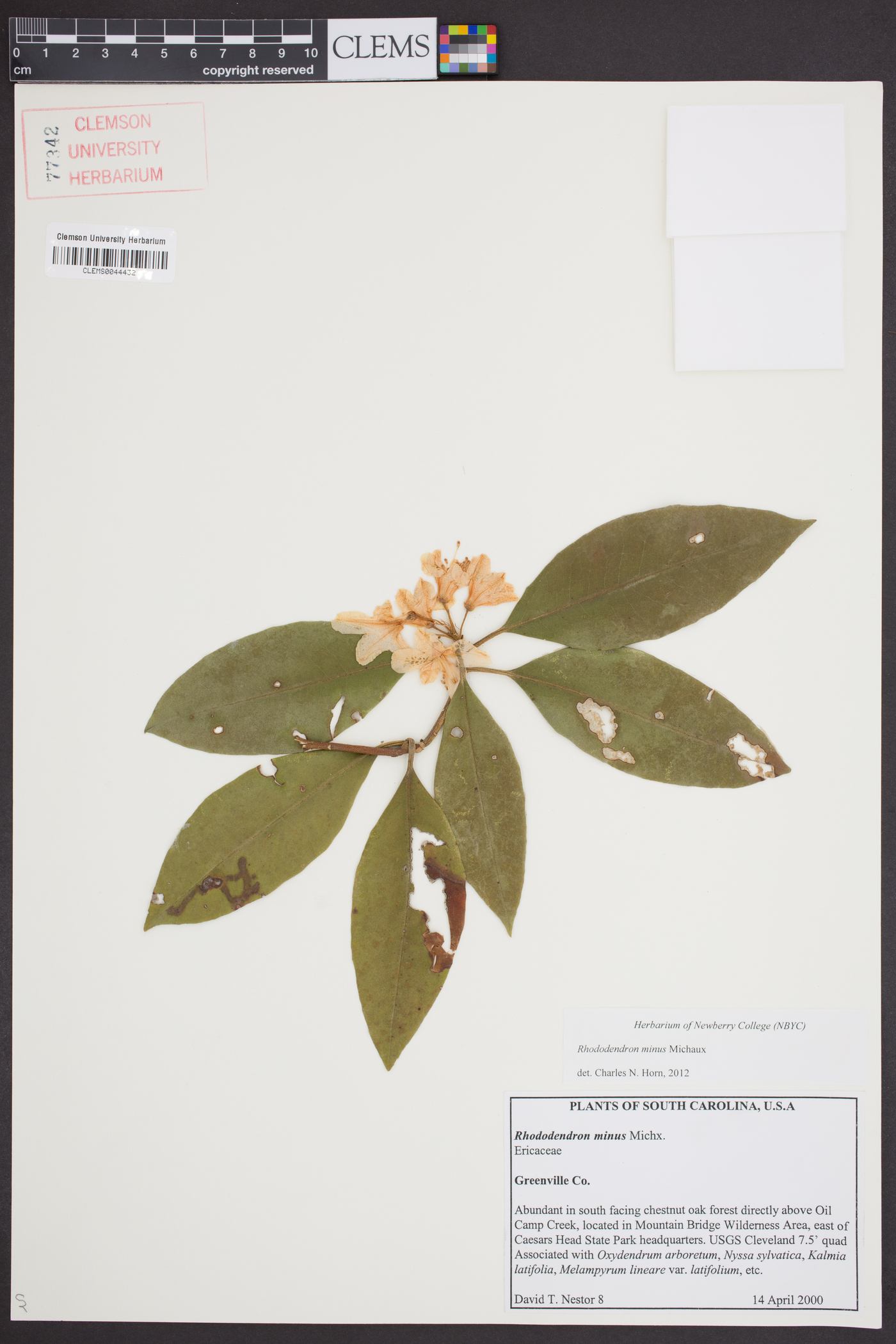 Rhododendron carolinianum image