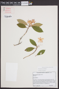 Rhododendron carolinianum image