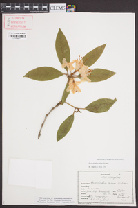 Rhododendron carolinianum image