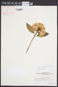 Rhododendron minus image