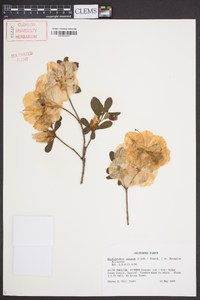 Rhododendron obtusum image