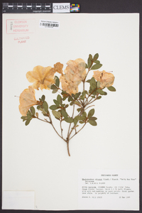 Rhododendron obtusum image