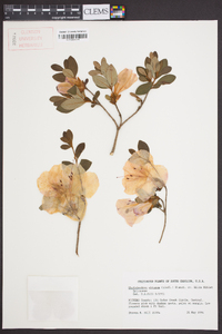 Rhododendron obtusum image