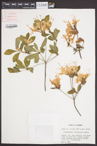 Rhododendron alabamense image