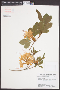 Rhododendron arborescens image