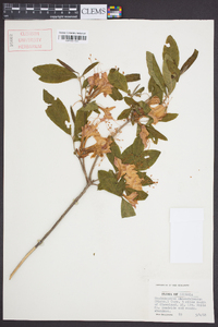 Rhododendron calendulaceum image