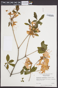 Rhododendron calendulaceum image