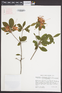 Rhododendron calendulaceum image