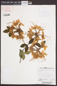 Rhododendron calendulaceum image