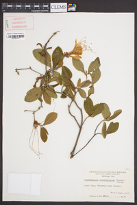 Rhododendron calendulaceum image