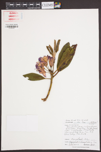 Rhododendron catawbiense image