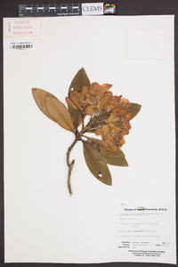 Rhododendron catawbiense image