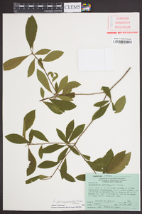 Rhododendron periclymenoides image